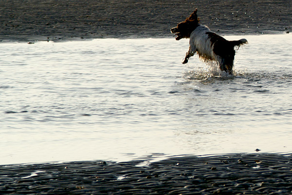 West Wittering - 23 - West Wittering