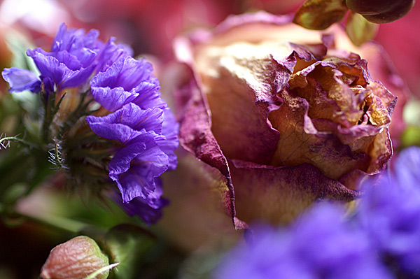 Flowers Set 12 - 12 - Flowers 12