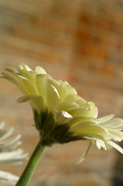 Flowers Set 1 - 06 - Flowers 01