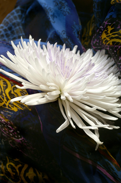 Flowers Set 2 - 03 - Flowers 02