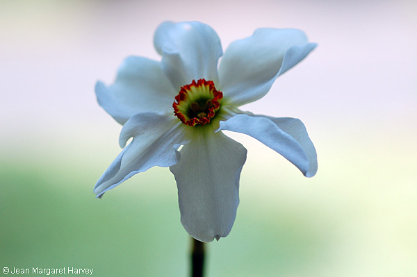 Flowers 17 - 10 - Flowers 17