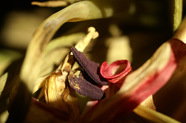 Flowers Set 13 - 31 - Flowers 13