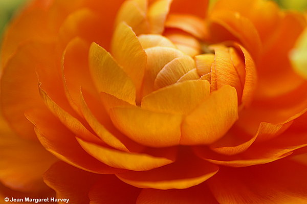 Flowers 16 - 07 - Flowers 16