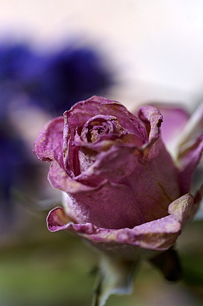 Flowers Set 11 - 30 - Flowers 11