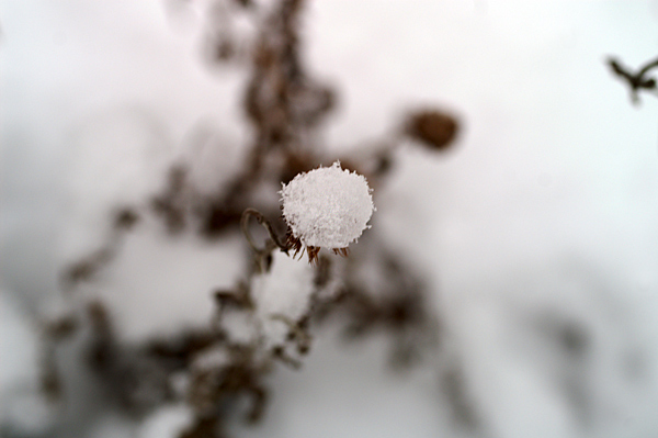 Snow - 35 - Snow