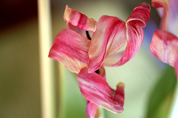 Flowers Set 13 - 18 - Flowers 13