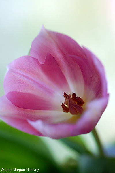 Flowers 17 - 22 - Flowers 17