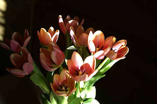 Flowers Set 13 - 04 - Flowers 13
