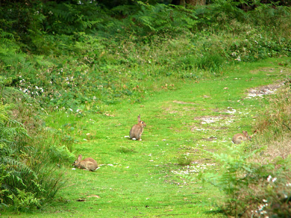 Leith Hill - 09 - Leith Hill