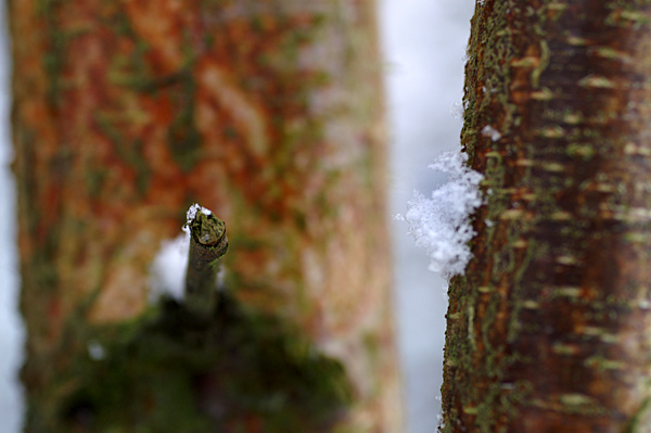 Snow - 12 - Snow