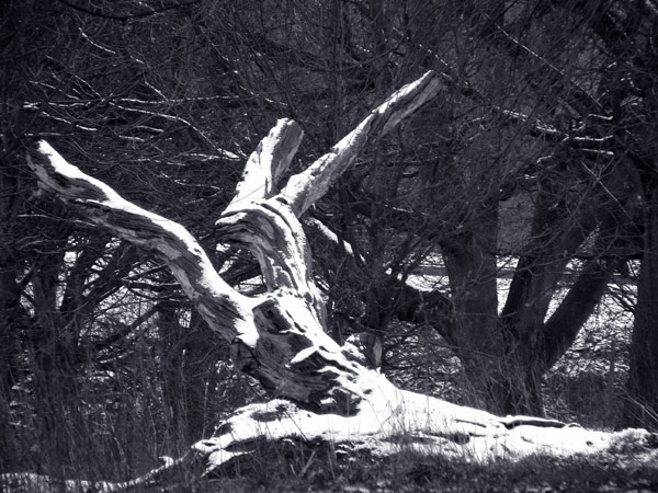  - Winter - tinted