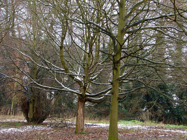  - Winter