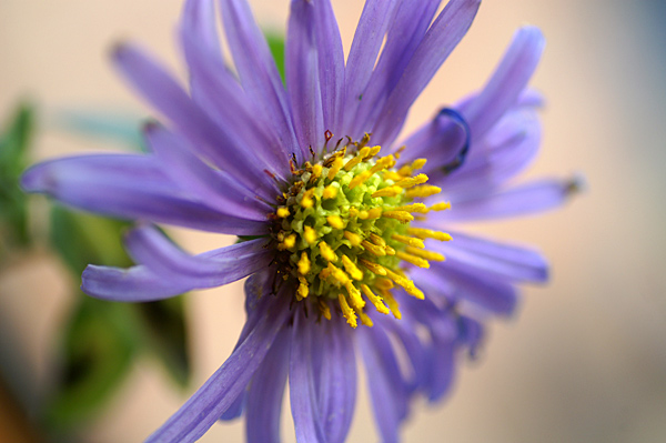 Flowers Set 10 - 02 - Flowers 10