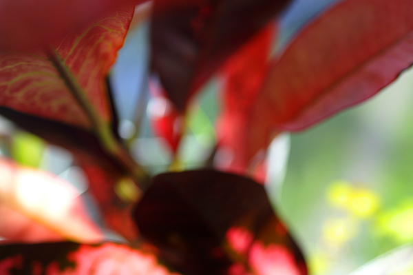 Flowers 15 - 15 - Flowers 15