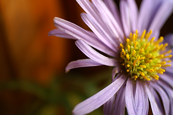 Flowers Set 10 - 04 - Flowers 10