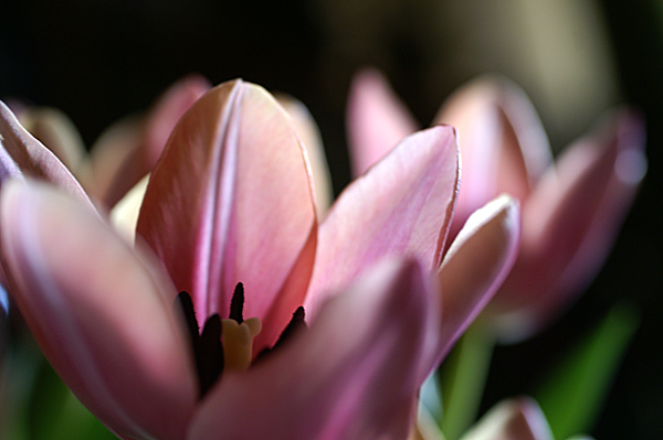 Flowers Set 13 - 11 - Flowers 13