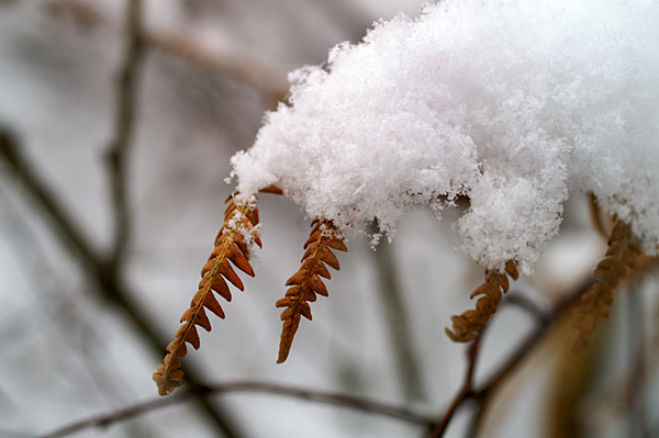 Snow - 19 - Snow