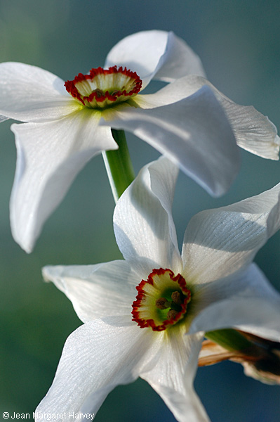 Flowers 17 - 11 - Flowers 17