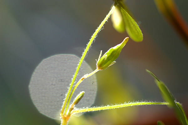 Flowers 15 - 10 - Flowers 15