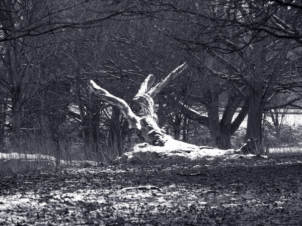  - Winter - tinted