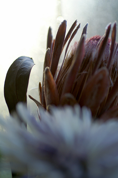 Flowers Set 11 - 18 - Flowers 11