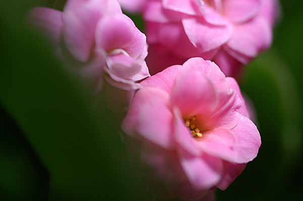 Flowers Set 13 - 22 - Flowers 13