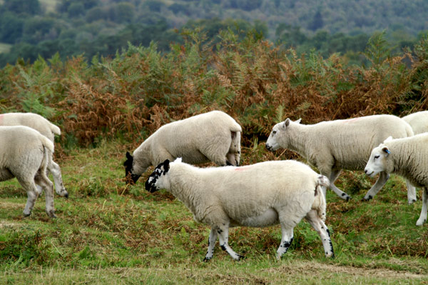 Ashdown Forest 12 - Ashdown Forest