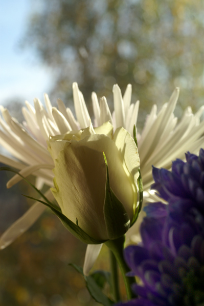 Flowers Set 1 - 09 - Flowers 01