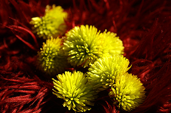 Flowers Set 12 - 08 - Flowers 12