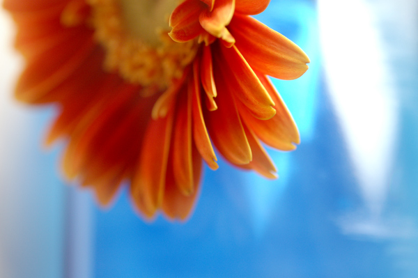 Flowers Set 05 - 16 - Flowers 05