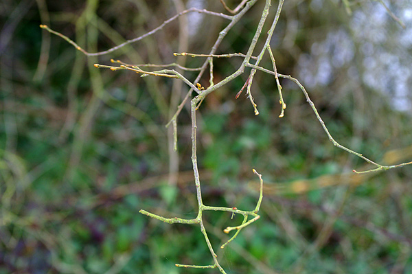Pagham & Selsey - 45 - Pagham & Selsey
