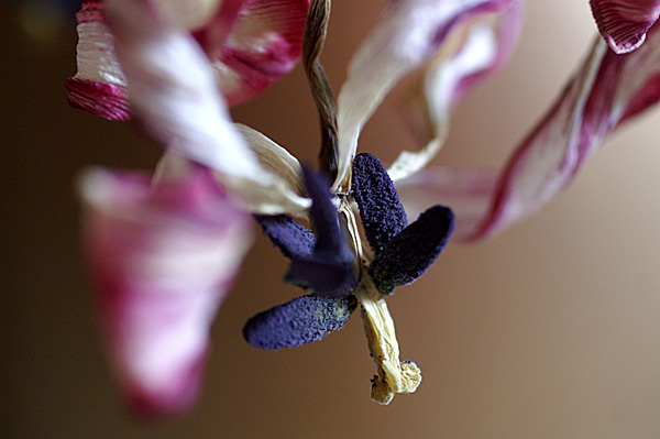 Flowers Set 13 - 35 - Flowers 13