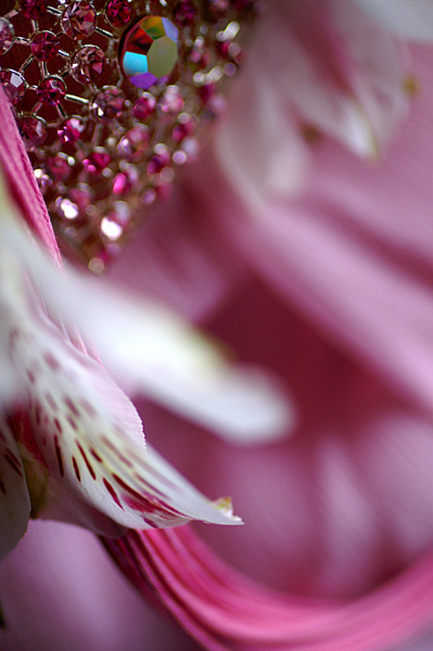 Flowers Set 08 - 51 - Flowers 08