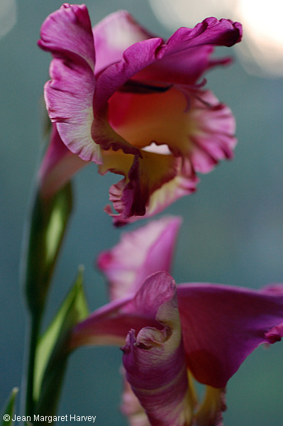 Flowers 17 - 16 - Flowers 17