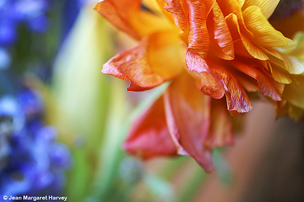 Flowers 16 - 15 - Flowers 16