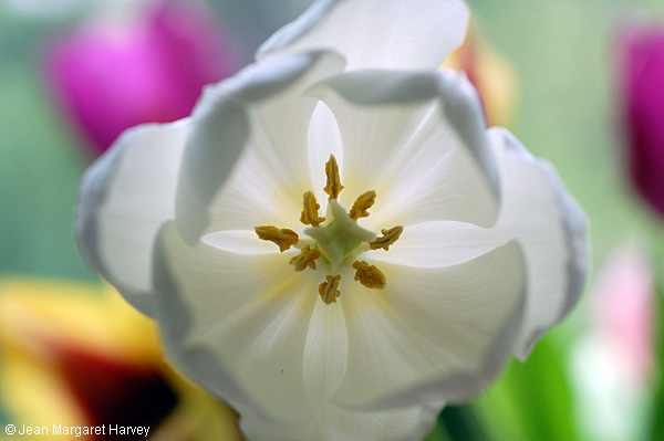 Flowers 17 - 25 - Flowers 17