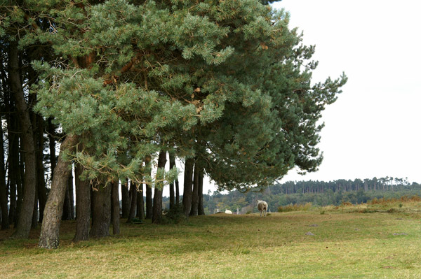 Ashdown Forest 09 - Ashdown Forest