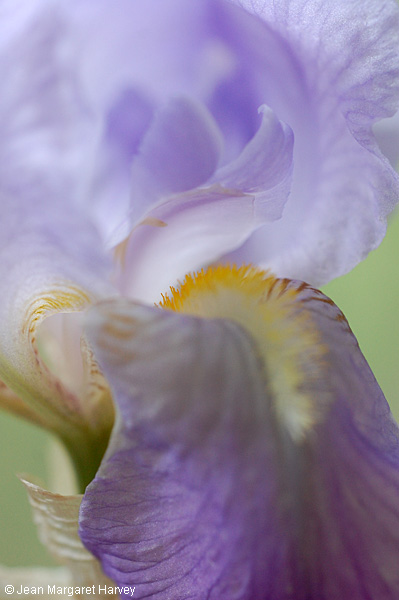 Flowers 17 - 05 - Flowers 17