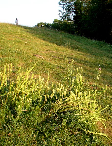 Cissbury 11 - Cissbury Ring