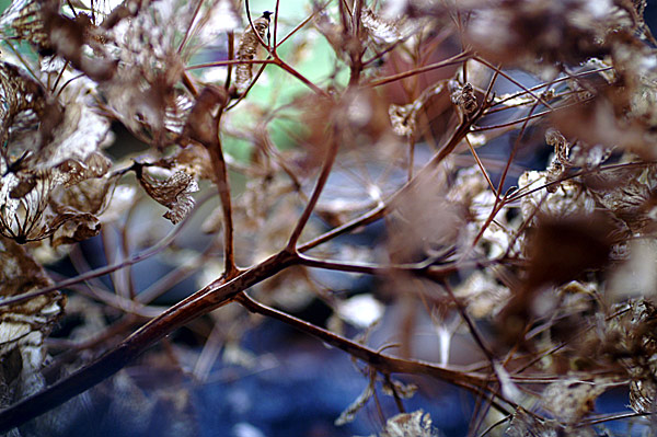 Flowers Set 14 - 03 - Flowers 14