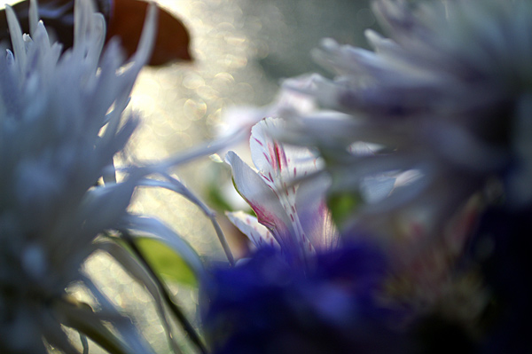 Flowers Set 11 - 22 - Flowers 11