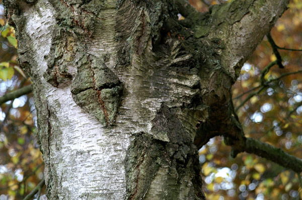 Buchan Park 2 - 06 - Buchan Park 2