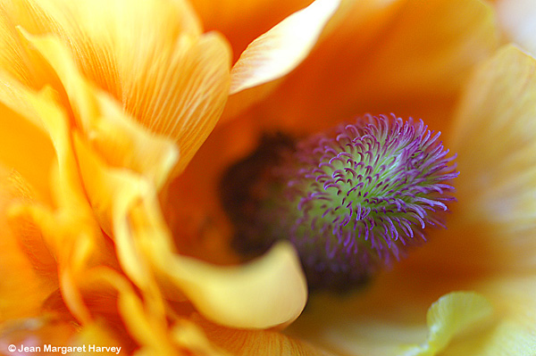 Flowers 16 - 16 - Flowers 16