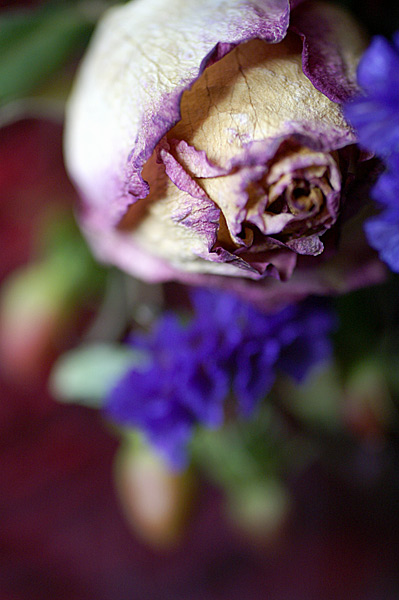 Flowers Set 12 - 14 - Flowers 12