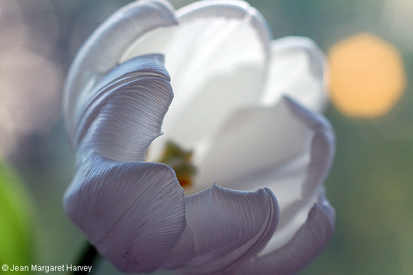Flowers 17 - 27 - Flowers 17