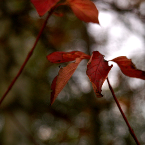 Buchan Park 2 - 17 - Buchan Park 2