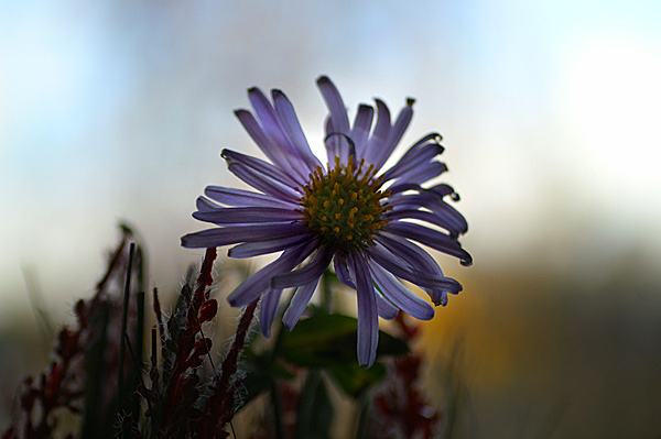 Flowers Set 10 - 07 - Flowers 10