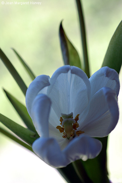 Flowers 17 - 29 - Flowers 17