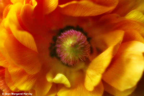 Flowers 16 - 13 - Flowers 16