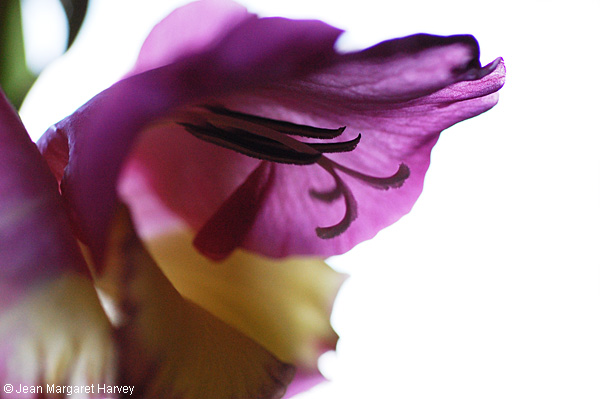 Flowers 17 - 17 - Flowers 17